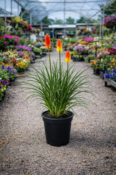 Кніфофія ягідна Alcazar дорощений кущ